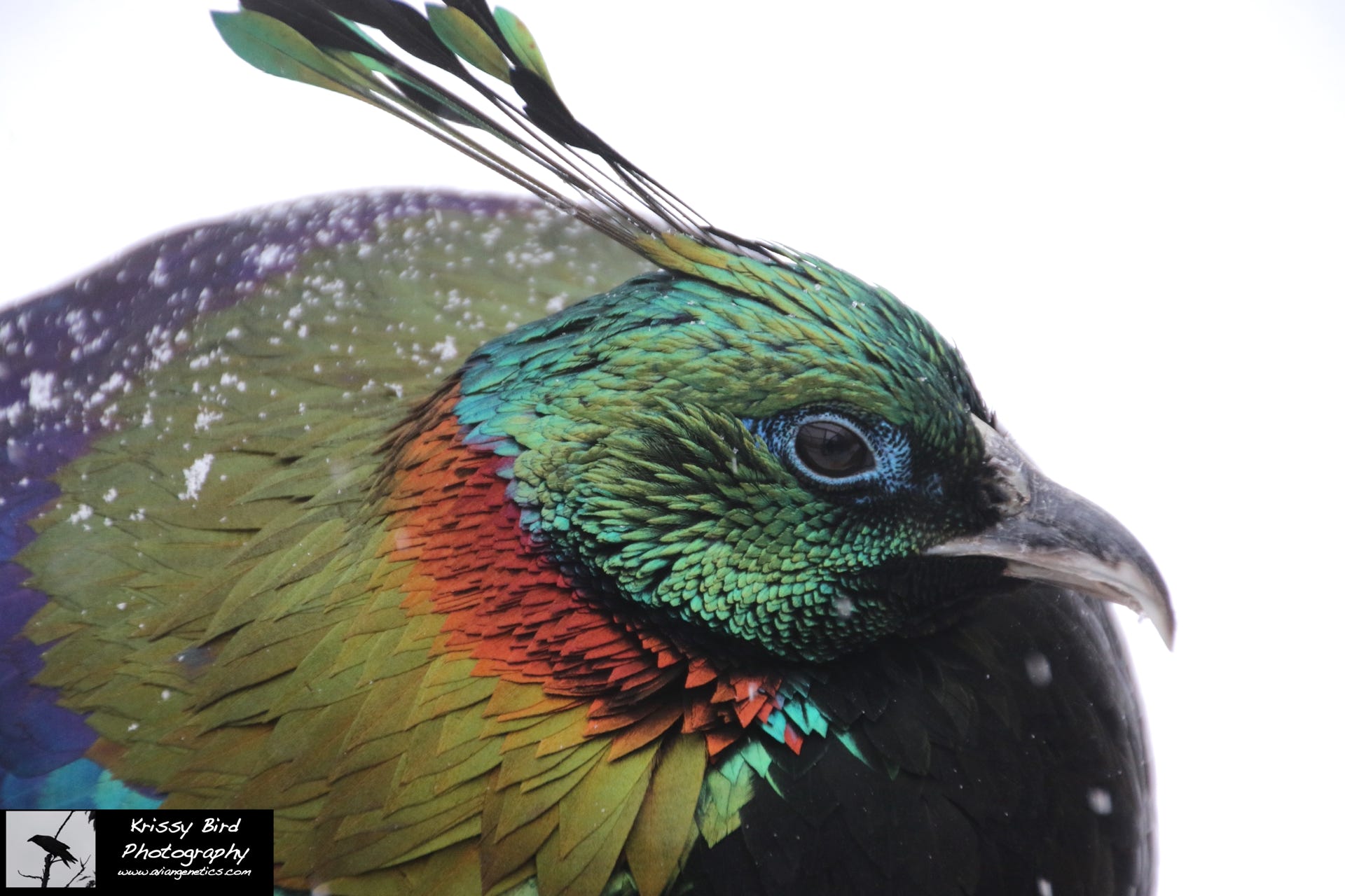Impeyan Pheasant Male, Pheasant Ridge, photo by Krissy Bird