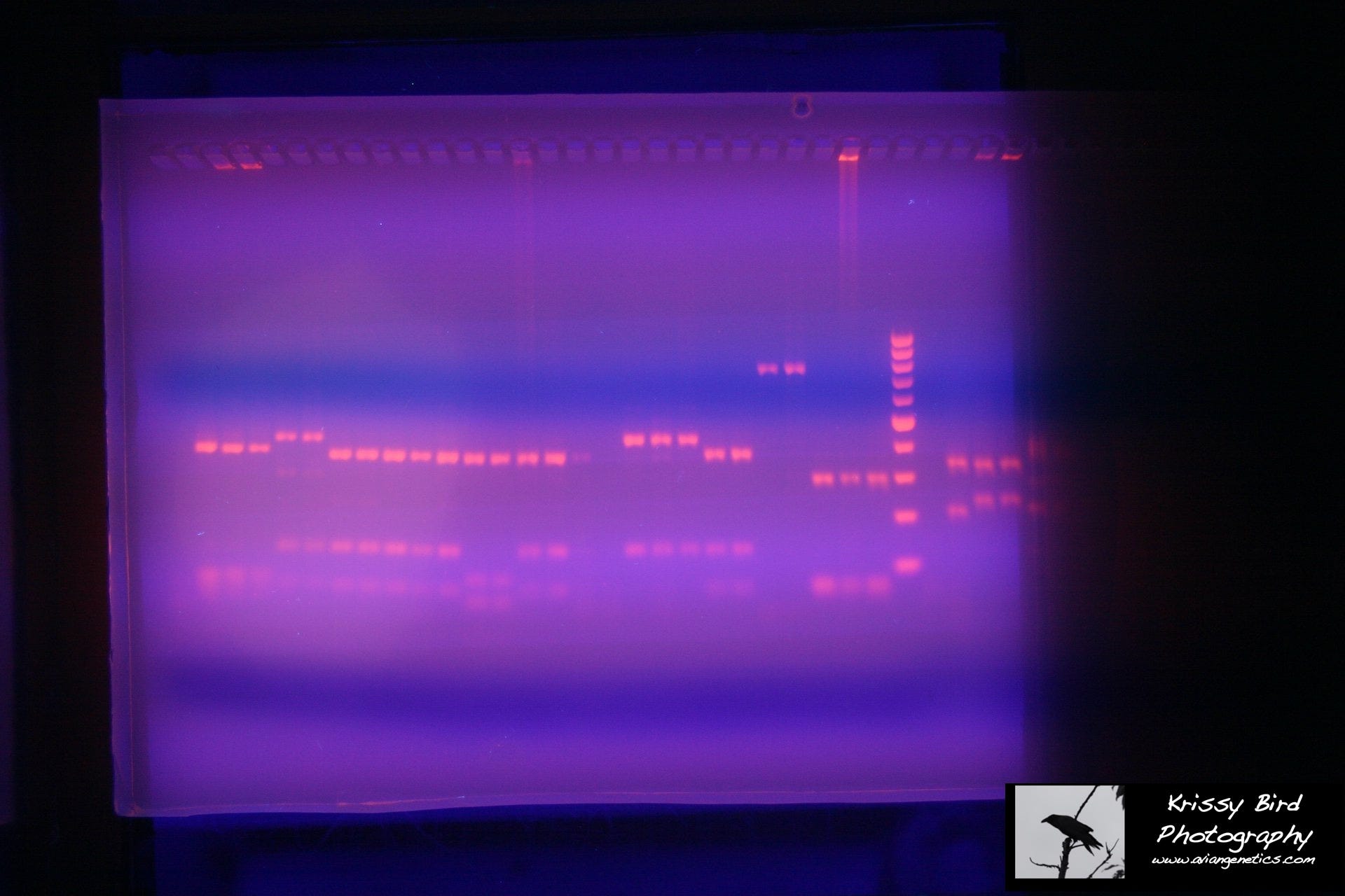 DNA Gel,  photo by Krissy Bird