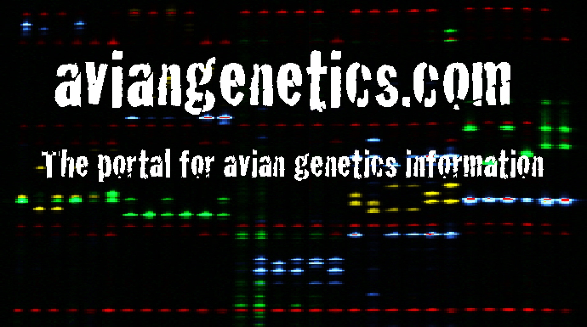 aviangenetics.com, DNA, genetics, DNA gel,  photo by Krissy Bird, microsatellite