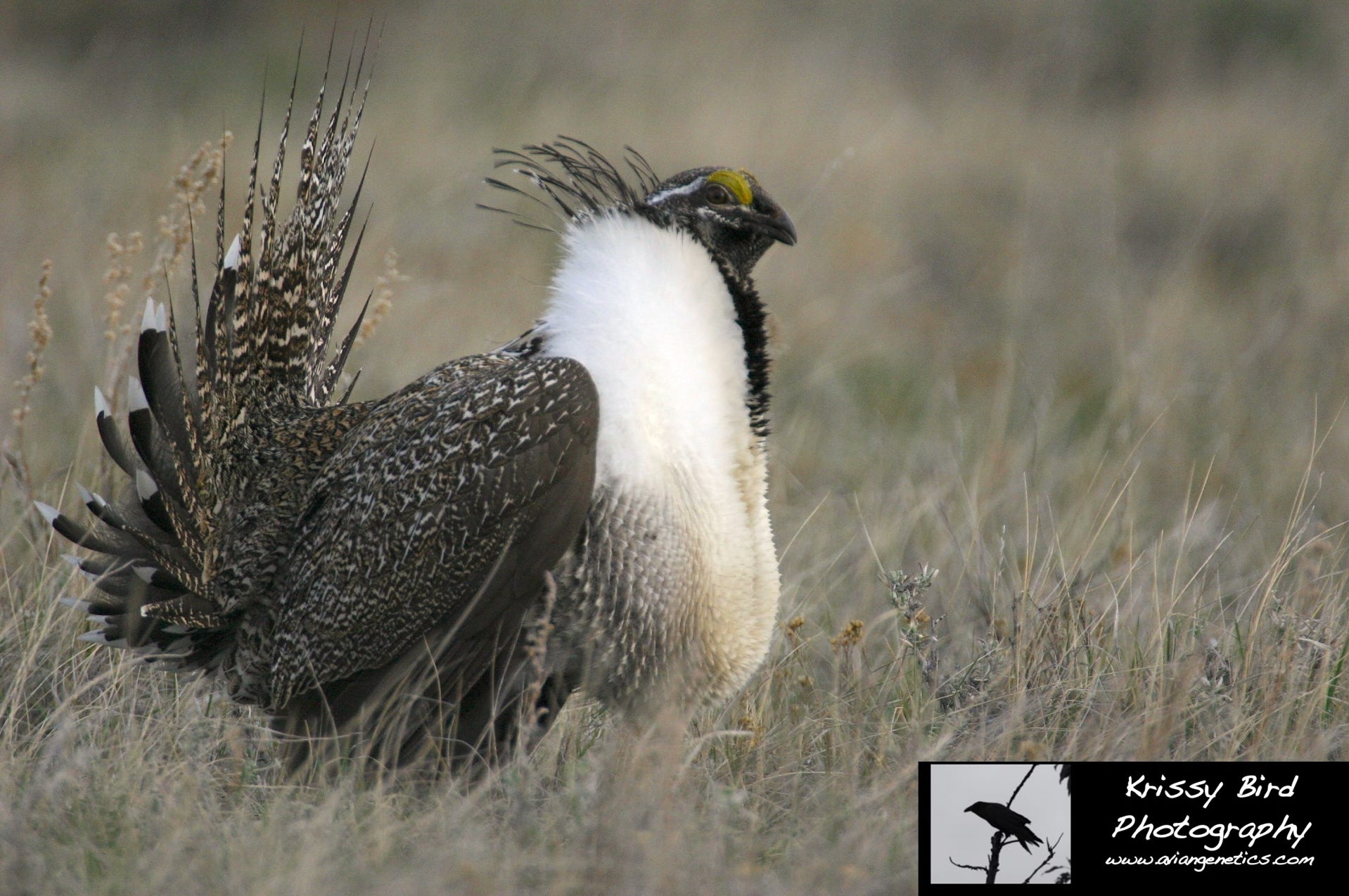 Sage-Grouse Male, photo by Krissy Bird