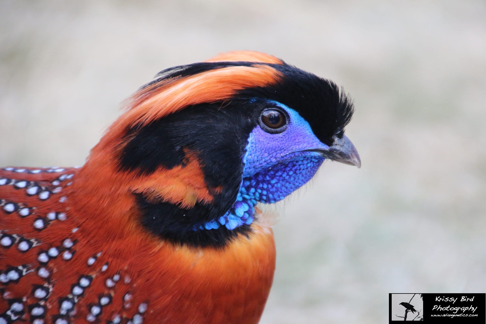 Temminck's Tragopan Male, Pheasant Ridge,  photo by Krissy Bird